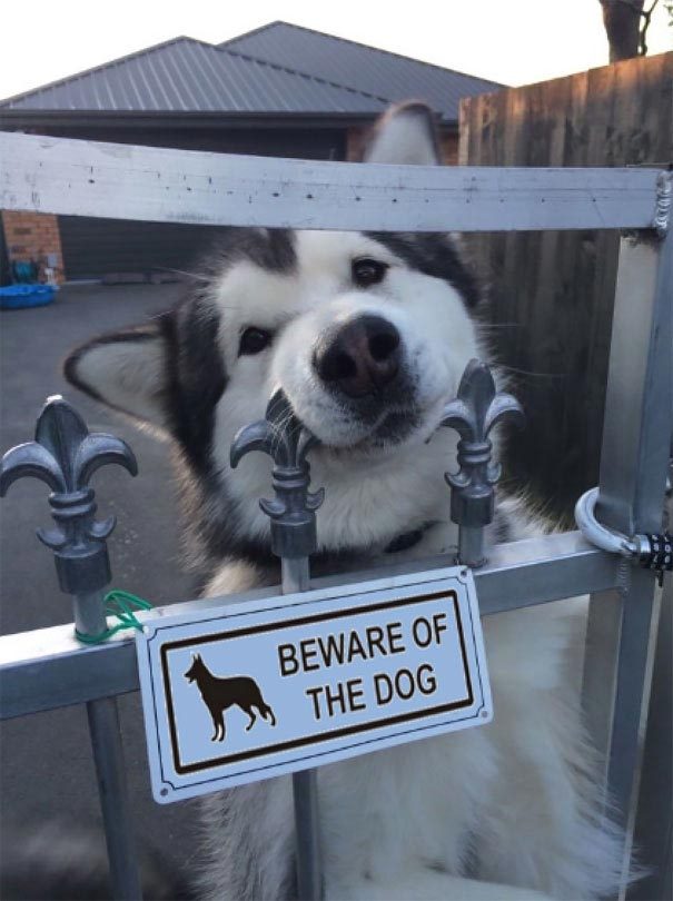Самые опасные собаки