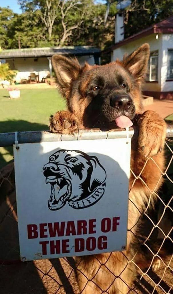 Самые опасные собаки