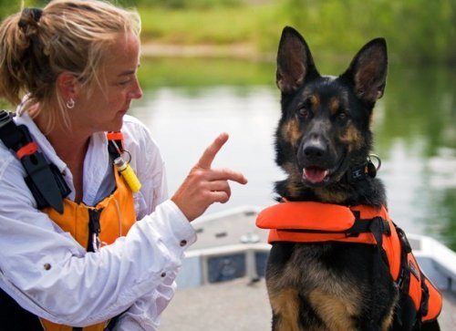 Удивительные факты про поисково-спасательных собак