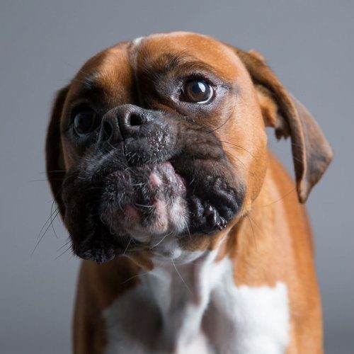 Удивительные портреты собак