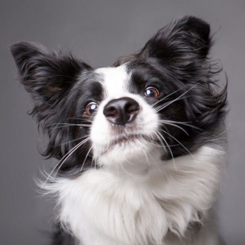 Удивительные портреты собак