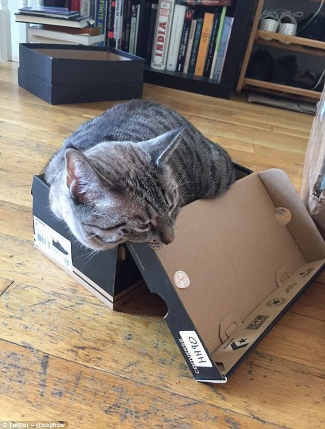 Кошки и коробки
