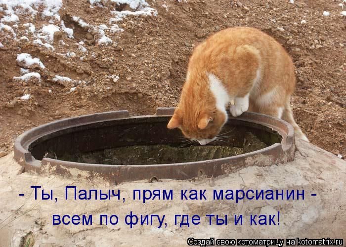 Самые прикольные котоматрицы за прошедшую неделю