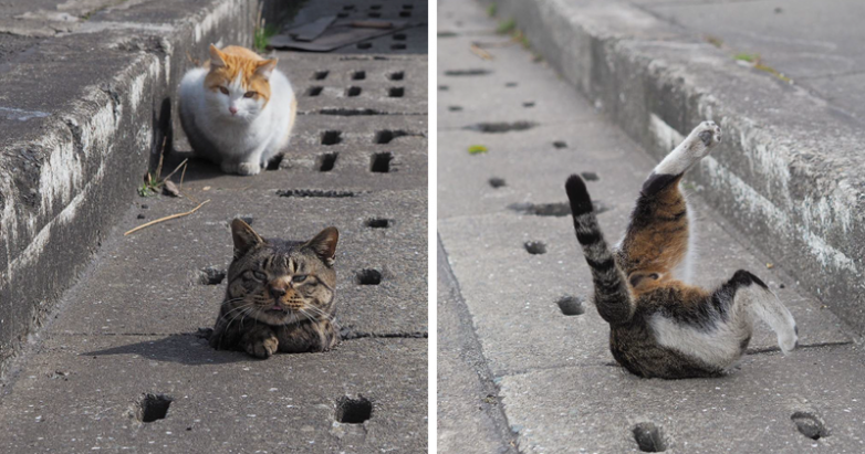 Развлечения бездомных котов Японии