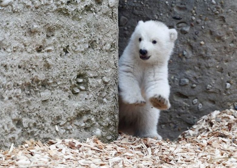 Первые шаги белого медвежонка