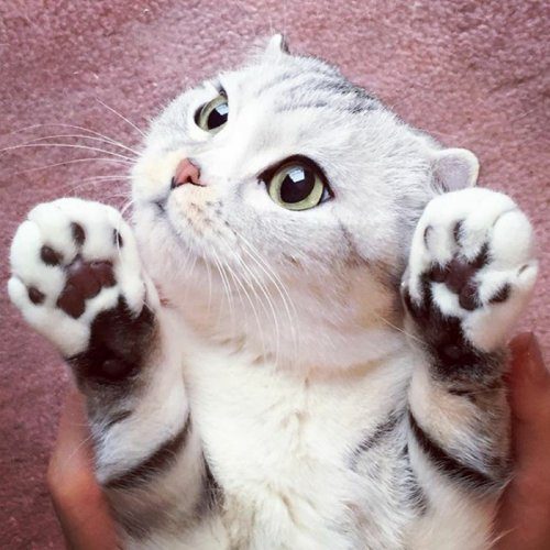 Очаровательная кошка Хана с большими глазами