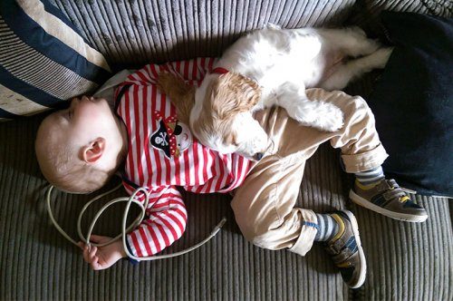 Очаровательные спящие малыши и их собаки