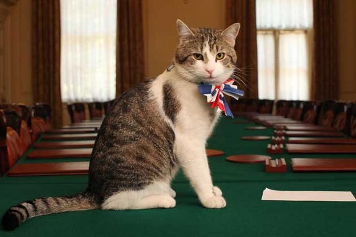 Почетные коты Британского Королевства