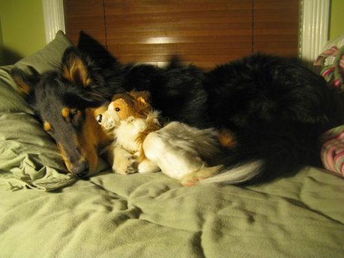Животные, которые очень любят спать с игрушками