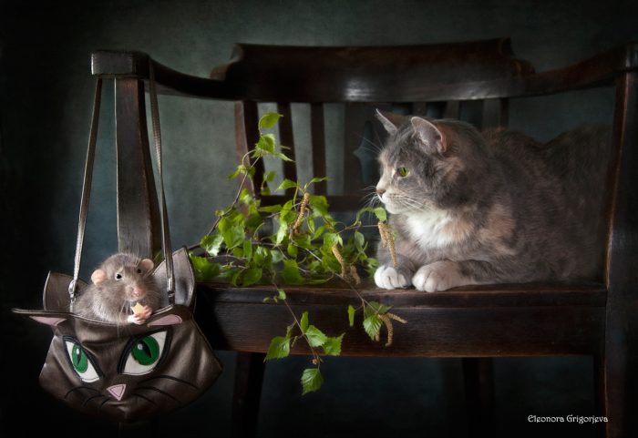 Невероятные фотографии кошек Элеоноры Григорьевой