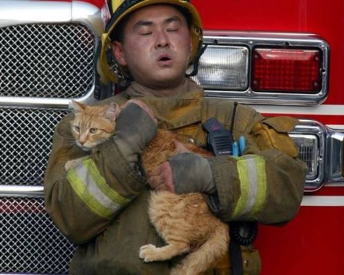 Животные, которых спасли храбрые пожарные