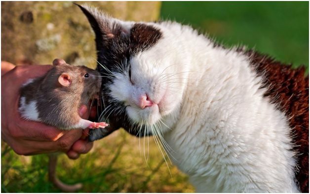 Невероятные факты из жизни мышей