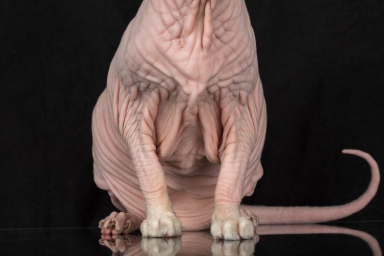 Необыкновенные портреты бесшёрстных кошек