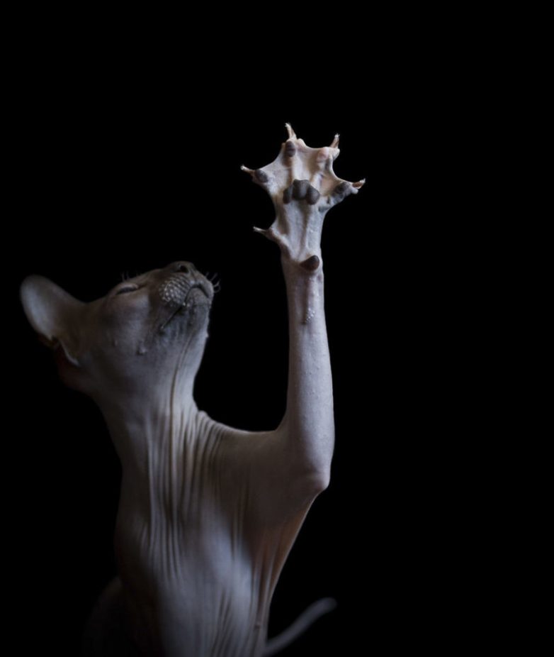 Необыкновенные портреты бесшёрстных кошек