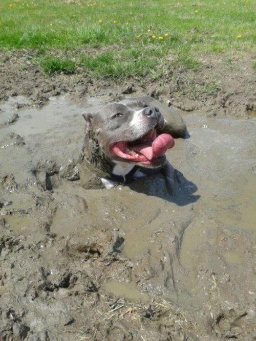 Эти собаки очень любят грязь