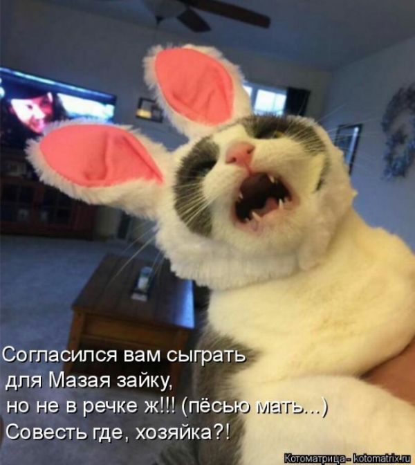 Самые смешные котоматрицы