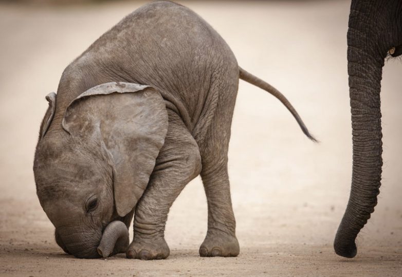 Очаровательные слоники