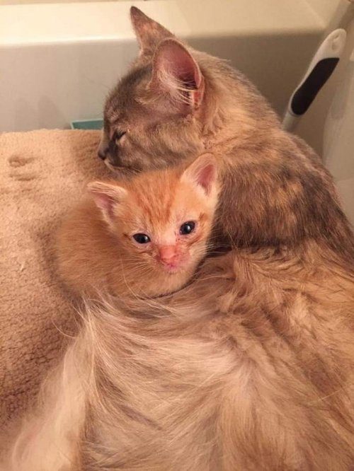 Чудесная мама для осиротевшего котёнка