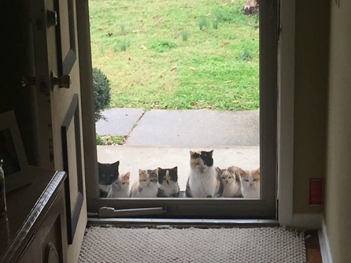 Эти коты сами нашли себе хозяев