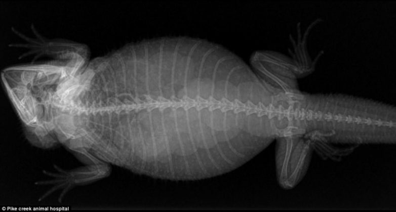 Беременность животных на рентген-снимках