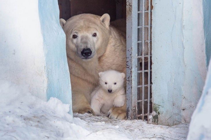 Белые медведи вышли из укрытия