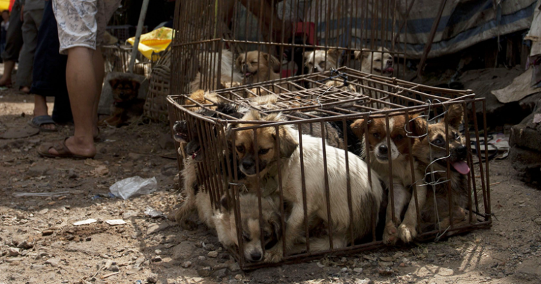 Китайцам запретили есть собак