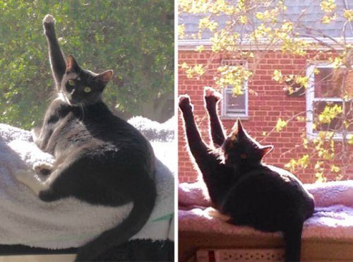 Прелестные кошки, которые умеют насладиться солнцем
