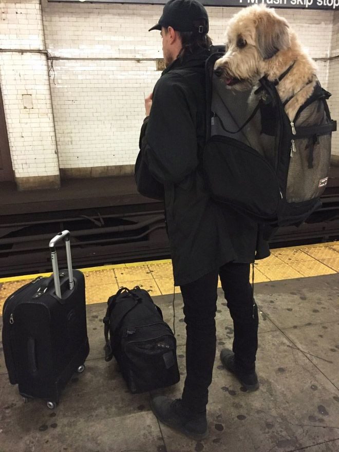 Жители Нью-Йорка нашли выход, как обойти запрет на собак в метро