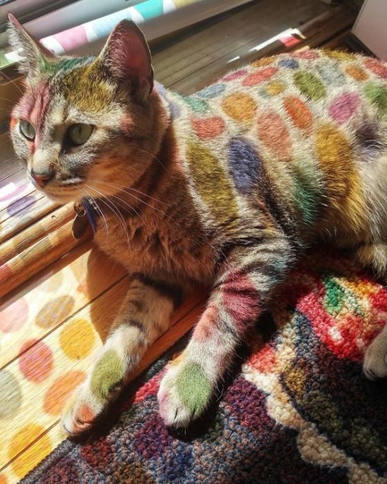 Кошки, которые обожают солнечный свет