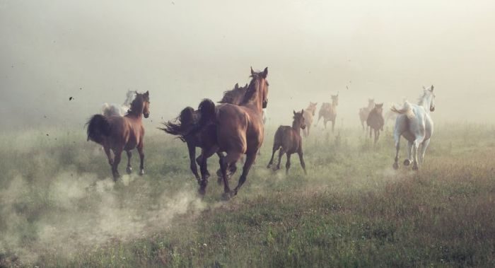 Все великолепие лошадей на фотографиях Конрада Бонка