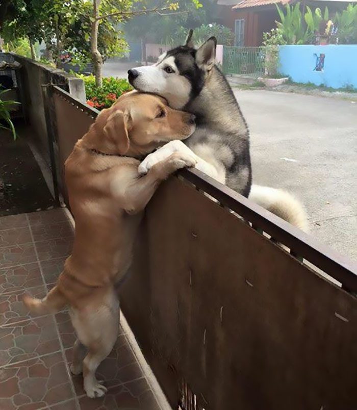 Пёс сбежал, чтобы обнять друга