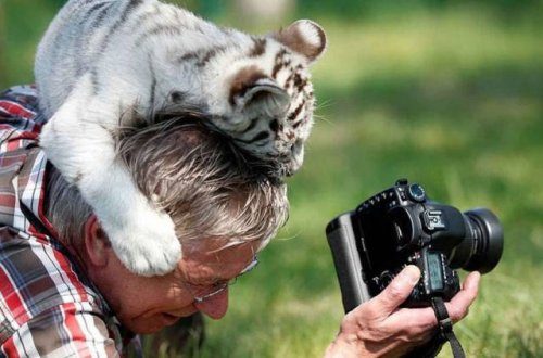 Фотографии животных в дикой природе