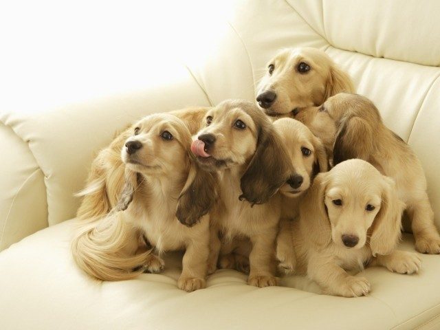 Очаровательные собачки и их чудесное потомство