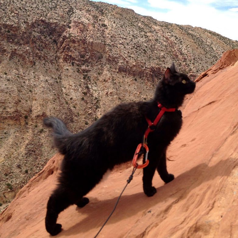 Кошка Амелия ходит в горы со своим хозяином