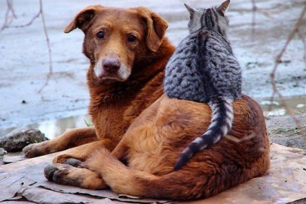 Жительница Красноярска пожертвовала средства на лечение бездомных животных‍