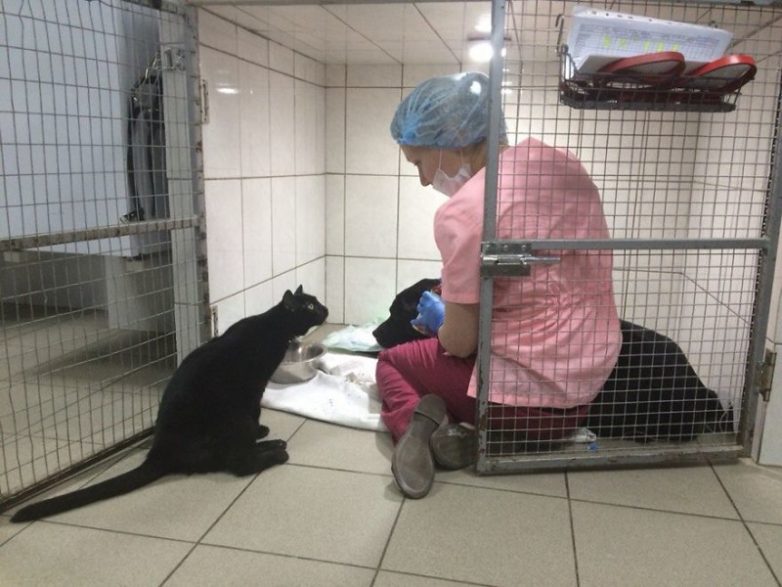 Кот, который сам не может ходить, но помогает другим больным животным