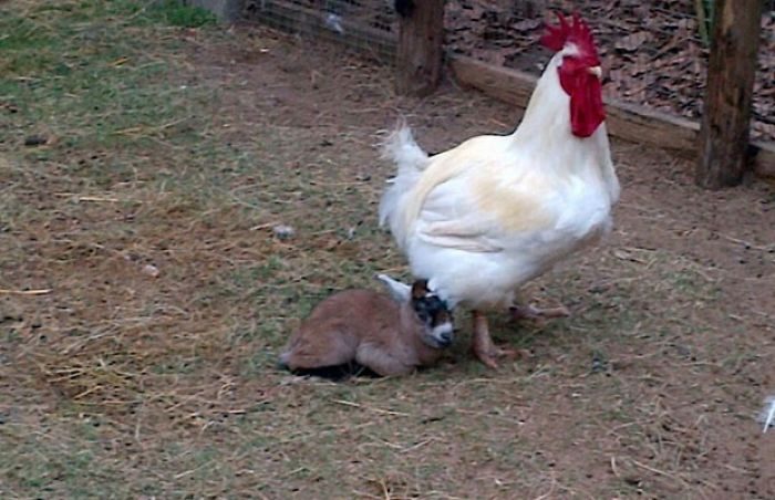 Курица – лучшая мама среди животных