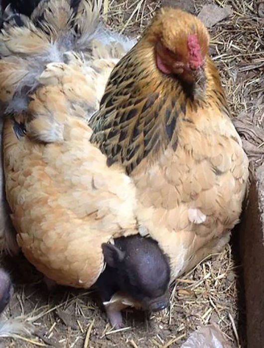 Курица – лучшая мама среди животных