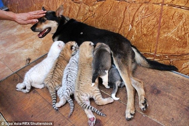 Собака стала мамой для четверых тигрят