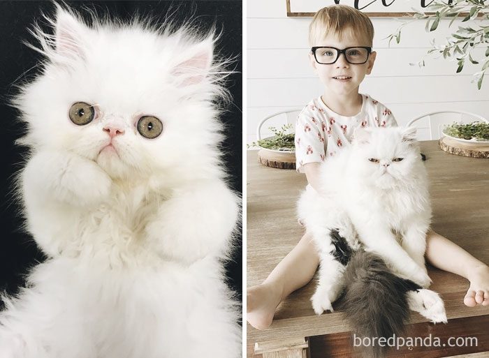Котята, которые с возрастом превратились в шикарных котов и кошек