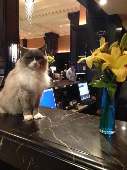 Кошка Матильда, которая ушла на пенсию после многолетней службы в отеле