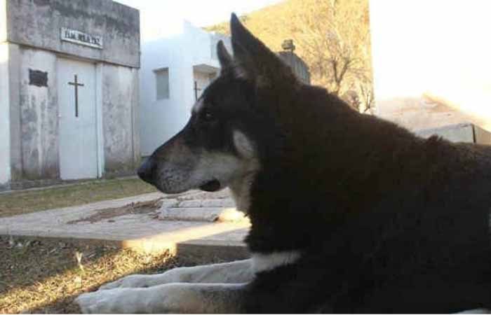 Собака, которая более 10 лет каждый день посещает могилу хозяина