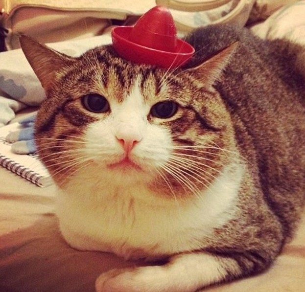 Смешные коты в шляпах