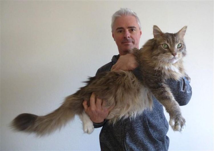 Самые большие домашние кошки в мире