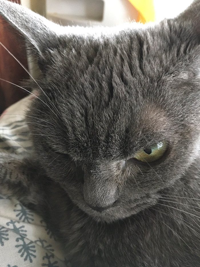 Шамо - самая сердитая кошка в мире