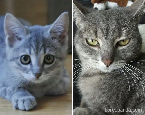Коллекция фотографий кошек из серии &quot;тогда и сейчас&quot;