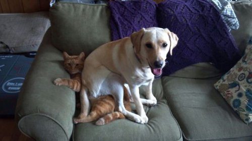 Непростые отношения между собаками и кошками