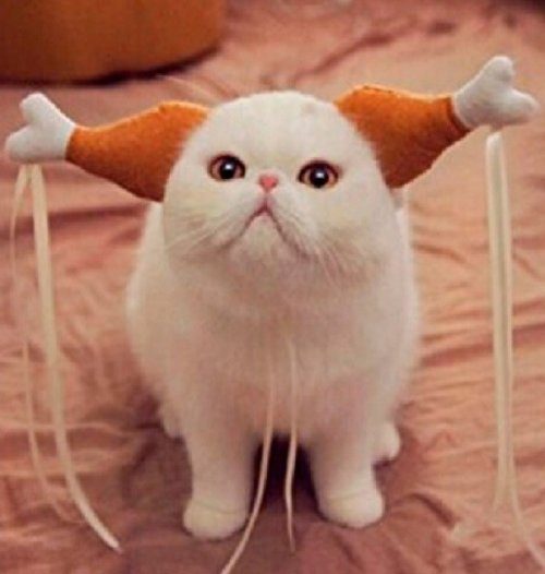Забавные кошки с необычными ушами