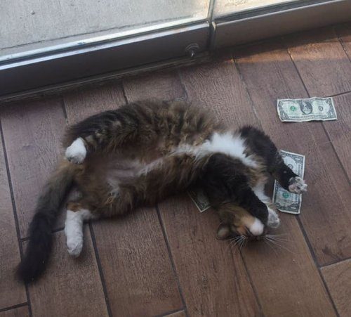 Кот, который отбирает у людей деньги на благотворительность