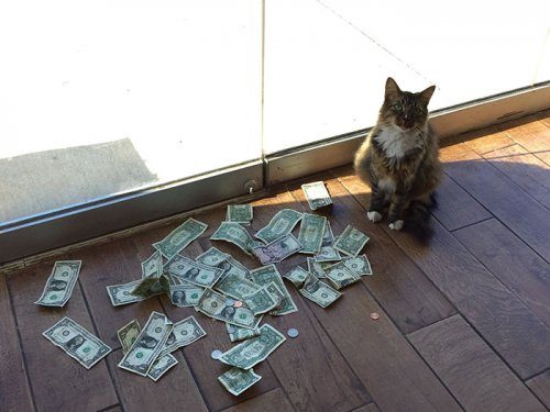 Кот, который отбирает у людей деньги на благотворительность